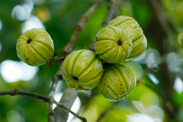 shutterstock_garciniacambogia