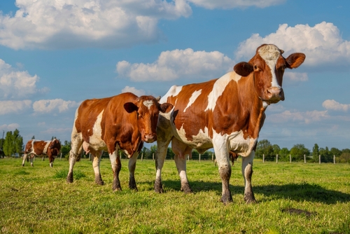 Dairy,Herd,In,The,Middle,Of,Fields,In,The,Countryside