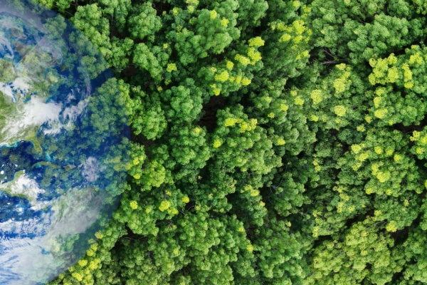 shutterstock_aidesrenouvellementforestier