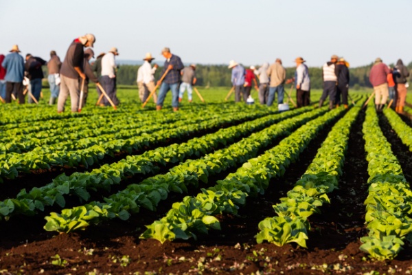 You are currently viewing Employeurs agricoles : actualisation de l’exonération TO DE
