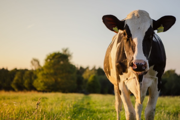 shutterstock_agricultureaide