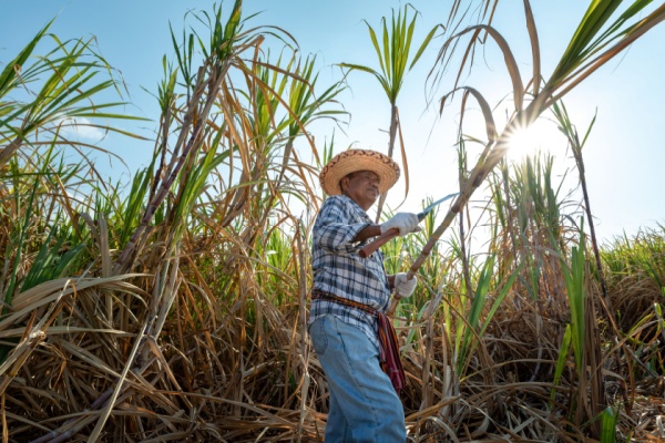 shutterstock_agriculturecanneasucre
