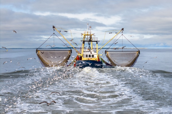 You are currently viewing Déclaration des activités de pêche : passage à la déclaration électronique ?