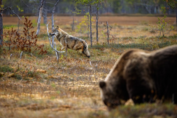 shutterstock_protectiontroupeaux