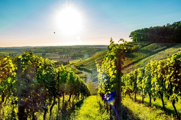 shutterstock_viticulture