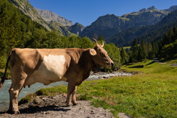 shutterstock_identificationbovins