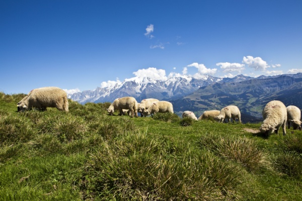 shutterstock_calendrieraideagri