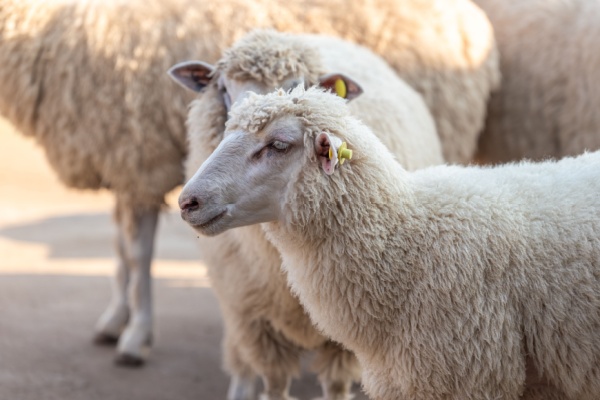 shutterstock_identificationanimaux