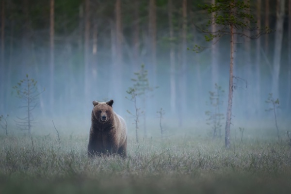 shutterstock_chasseeffarouchement-2