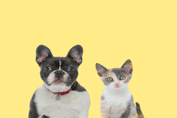 Cute,French,Bulldog,Dog,Wearing,Red,Collar,Next,To,A