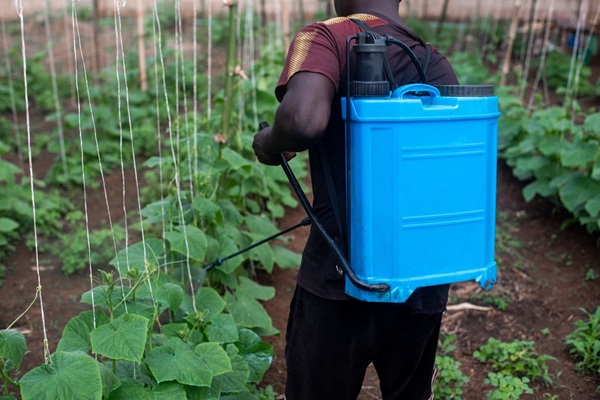 Isa,,A,Farmer,Applies,Pesticide,To,A,Month-old,Cucumber,Crop