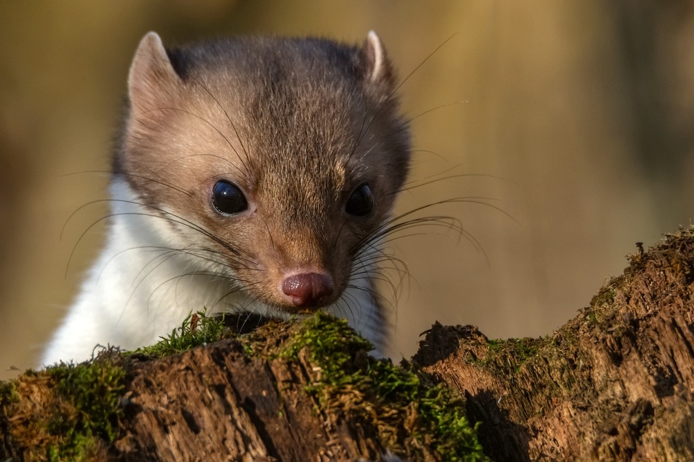 Beech,Marten,Or,Martes,Foina,Also,Known,As,Stone,Marten