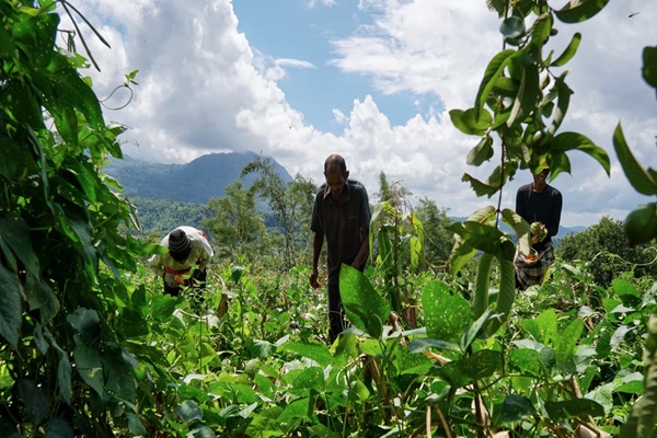Ainaro,East,Timor,March,30,2024:,Family,Farm.,Father,Mother