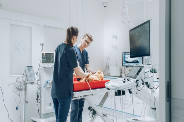 Veterinarian,Using,Sonography,To,Examine,A,Pet,Maine,Coon,With