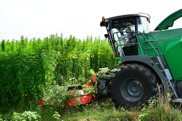 Close-up,Of,A,Forage,Harvester,Harvests,A,Hemp,Fiber,Plantation,