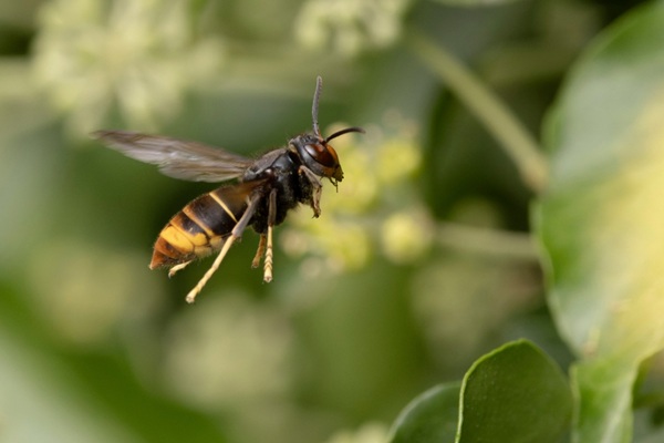 Asian,Hornet,Vespa,Velutina,Nigrithorax,,An,Introduced,And,Acclimated,Species