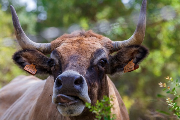 Corsicana,Is,A,French,Breed,Of,Cattle,Indigenous,To,The