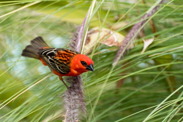 Red,Cardinal,Bird,In,La,Reunion