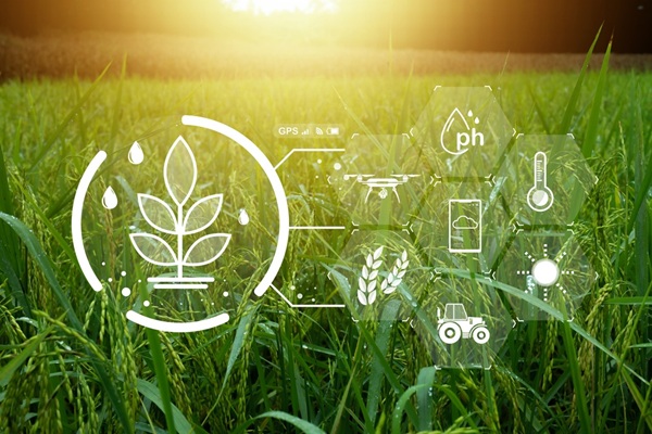 Smart,Farming,Concept,In,Rice,Field,With,Digital,Agriculture,Icons,