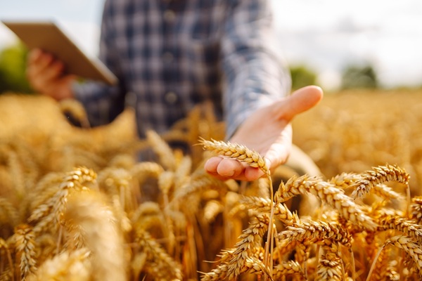 Smart,Farm,And,Digital,Agriculture.,Inspect,A,Grain,Field.,Farmer
