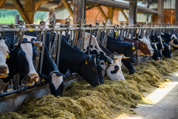 Cow,At,Milk,Farm.,Cow,Factory.,Agriculture,Industry,,Farming,,People