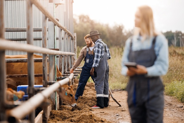 Vet,Doctor,Inspection,Of,Health,Of,Cows,On,Livestock,Industry.