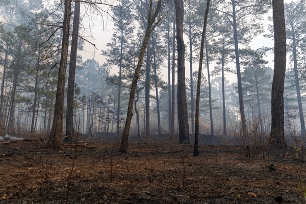 The,Quiet,Aftermath,Of,A,Prescribed,Burn,In,A,Pine